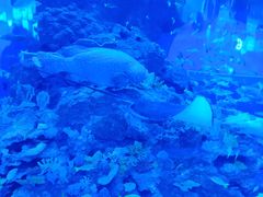 -成都浩海立方海洋公园