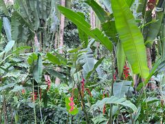 -中国科学院西双版纳热带植物园