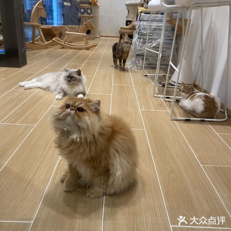 深圳探店｜一起撸猫🐱一起喵喵喵🐱