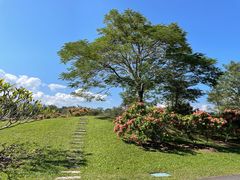 -中国科学院西双版纳热带植物园