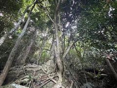 -海南霸王岭国家森林公园
