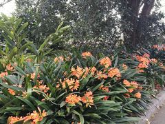 -墨尔本皇家植物园