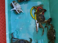 -蟹天蟹地农家菜·阳澄湖大闸蟹(浅水湾店)