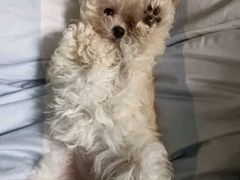 -翊宠yipet猫狗购宠庄园犬舍•猫舍