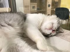 -吉丁鸟咖·异宠·寄养