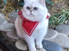 -喵屿·大理花园猫咖