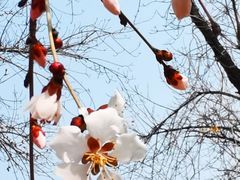 -桃花堤公园