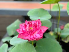 -云溪植物园