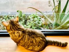 -豆逗聊愈猫阁Easy Life