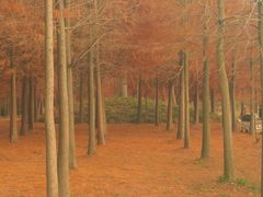 -上海海湾国家森林公园