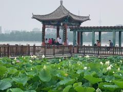 -莲花池公园