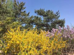 -大兴滨河森林公园