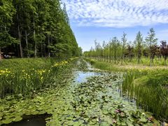 -黄海国家森林公园