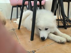 -Let's go狗咖·猫咖·奶狗·桌游(春熙路IFS店)