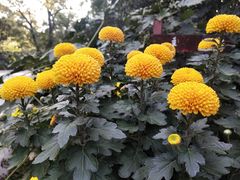-菊花台公园