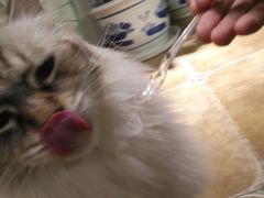 -共舞时光猫咖·狗咖(新街口店)