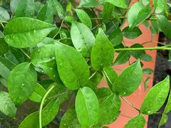 -广州神农草堂中医药博物馆