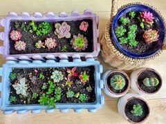 -大自然花鸟鱼虫市场