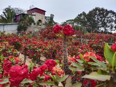 -松山湖梦幻百花洲