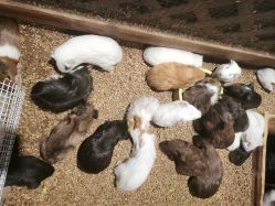 -酷嗒动物文化乐园(cutezoo西溪乐天城店)