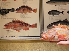 -镹·鱼料理  国产鱼使用店