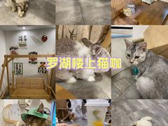 -楼上猫咖(罗湖店)