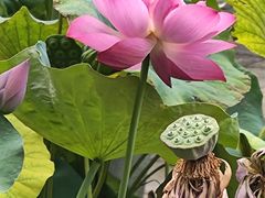 -莲花池公园