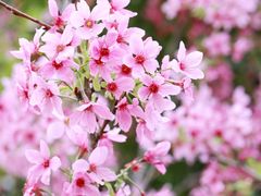 -中国科学院华南植物园
