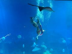 -烟台海昌鲸鲨海洋公园