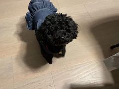 -奶牛家宠物酒店(嘉宏云顶店)