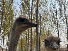 -CoCo都可(健翔桥店)