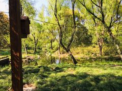 -上海共青森林公园