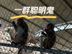 -西霞口神雕山野生动物世界