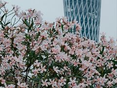 -海心沙亚运公园