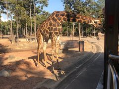 -清迈夜间动物园