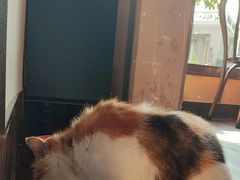 -猫岛主趣味餐厅(鼓浪屿店)