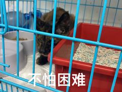 -贝康宠物医院·犬猫全科·小动物特色诊疗中心(东环路店)