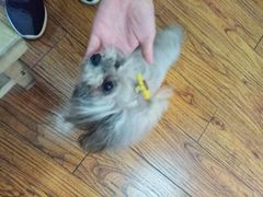 -志龙皇冠吃货椰子铺