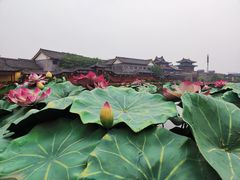 -清明上河园-迎宾门售票处