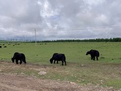 -塞罕坝国家级自然保护区