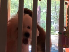 -爱宠屋pet shop·宠物洗澡·宠物美容