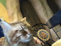 -猫猫幼稚园·撸猫·桌游·电玩