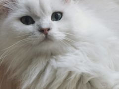 -猫在这儿猫咪咖啡馆·撸猫馆