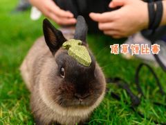 -宠物兔专门店(天丰利市场店)