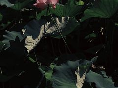 -高子水居