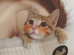 -创凡宠物医院·骨专科  猫科中心(西乡分院)