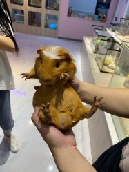 -Moni星球萌宠·小马宝莉·灵蛇·高端高阶全萌宠互动体验俱乐部(红豆国际广场店)
