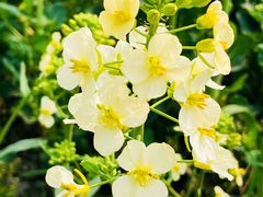 -中国天府农业博览园