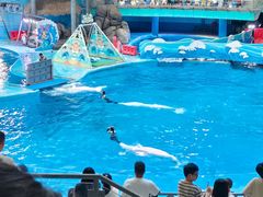 -海合安成都极地海洋公园