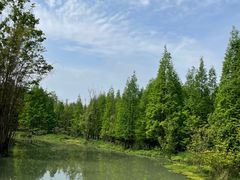 -桤木河湿地公园